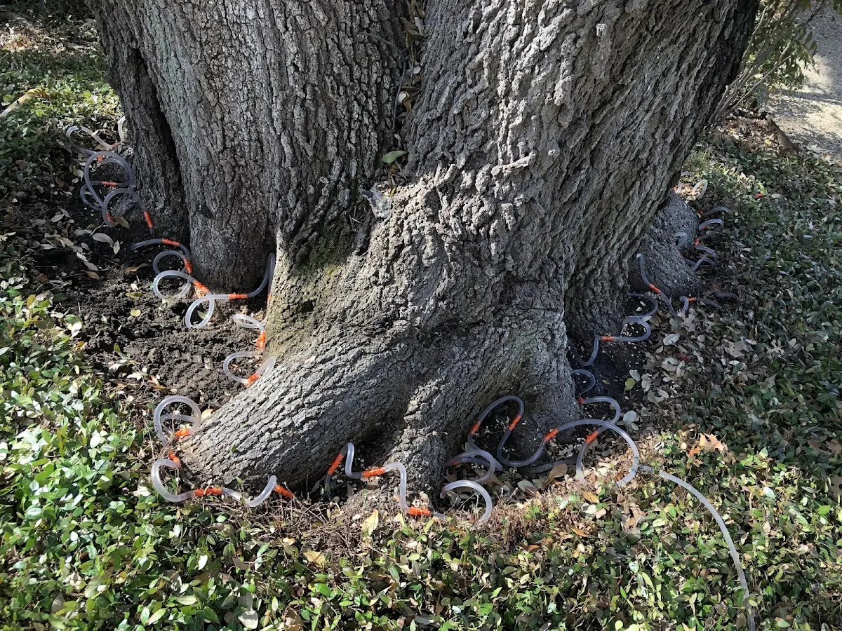 Detailed Tree Cabling and Bracing job site in Mc Alisterville