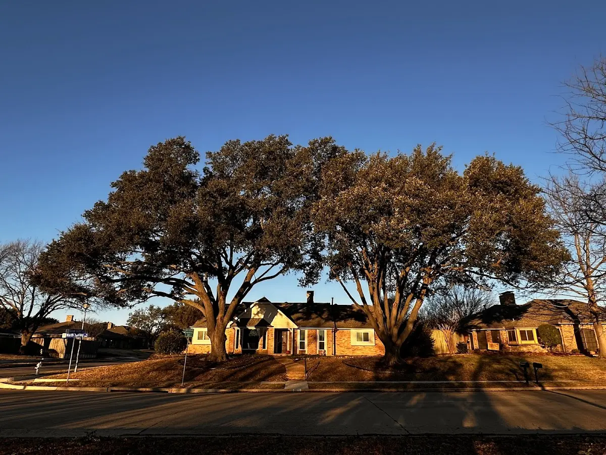 Established residential canopy tree shading a home in Mc Alisterville